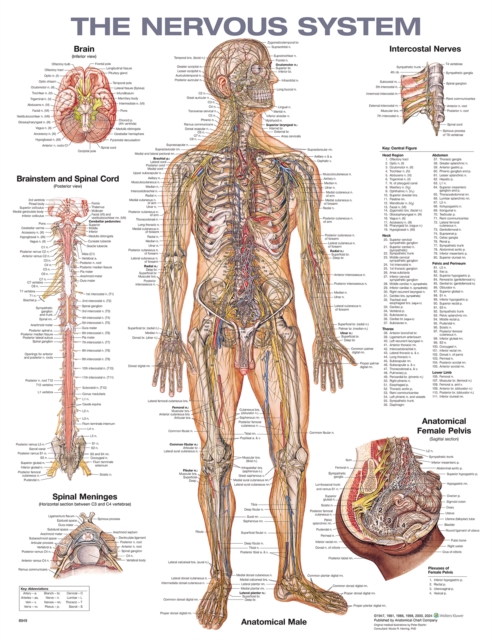 The Nervous System Anatomical Chart, Wallchart Book