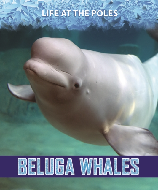 Beluga Whales, PDF eBook