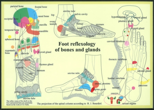 Foot Reflexology of Bones & Glands -- A4, Poster Book