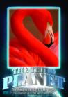 The Third Planet: The Phoenix Bird (Flamingoes) - DVD