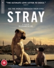 Stray - Blu-ray
