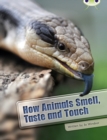 Bug Club Independent Non Fiction Year Two White A How Animals Smell, Taste and Touch - Book