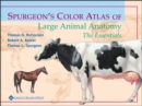 Spurgeon's Color Atlas of Large Animal Anatomy : The Essentials - Book