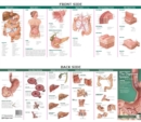 Anatomical Chart Company's Illustrated Pocket Anatomy: Anatomy & Disorders of The Digestive System Study Guide - Book