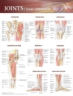 Joints of the Lower Extremities Anatomical Chart - Book