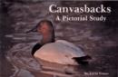 Canvasbacks : A Pictorial Study - Book