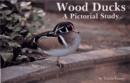 Wood Ducks : A Pictorial Study - Book