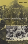 A Most Promising Weed : A History of Tobacco Farming and Labor in Colonial Zimbabwe, 1890-1945 - Book