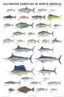 Saltwater Gamefish of North America Poster - Book