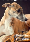 Beautiful Whippets 2017 : Whippets are Small English Sighthounds - Book
