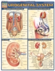 Urogenital System - eBook