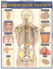 Endocrine System : QuickStudy Anatomy Reference Guide - eBook
