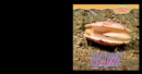 Discovering Clams - eBook