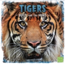 Tigers : Built for the Hunt - eBook