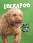 Cockapoo - eBook