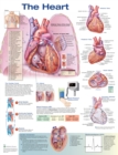 The Heart Anatomical Chart - Book
