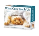 What Cats Teach Us 2024 6.2 X 5.4 Box Calendar - Book