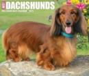 Dachshunds 2025 6.2 X 5.4 Box Calendar - Book