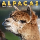 Alpacas 2025 12 X 12 Wall Calendar - Book