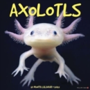 Axolotls 2025 12 X 12 Wall Calendar - Book