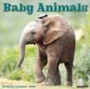 Baby Animals 2025 12 X 12 Wall Calendar - Book