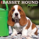 Just Basset Hound Puppies 2025 12 X 12 Wall Calendar - Book