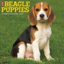 Just Beagle Puppies 2025 12 X 12 Wall Calendar - Book