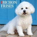 Just Bichons Frises 2025 12 X 12 Wall Calendar - Book