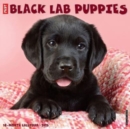 Just Black Lab Puppies 2025 12 X 12 Wall Calendar - Book