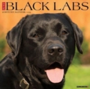 Just Black Labs 2025 12 X 12 Wall Calendar - Book