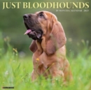 Just Bloodhounds 2025 12 X 12 Wall Calendar - Book