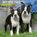 Just Boston Terrier Puppies 2025 12 X 12 Wall Calendar - Book