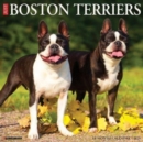 Just Boston Terriers 2025 12 X 12 Wall Calendar - Book