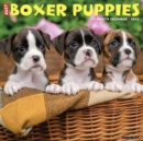 Just Boxer Puppies 2025 12 X 12 Wall Calendar - Book