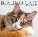 Just Calico Cats 2025 12 X 12 Wall Calendar - Book