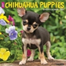 Just Chihuahua Puppies 2025 12 X 12 Wall Calendar - Book