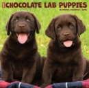 Just Chocolate Lab Puppies 2025 12 X 12 Wall Calendar - Book