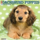 Just Dachshund Puppies 2025 12 X 12 Wall Calendar - Book