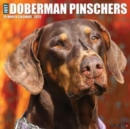 Just Dobermans 2025 12 X 12 Wall Calendar - Book