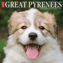 Just Great Pyrenees 2025 12 X 12 Wall Calendar - Book