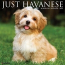 Just Havanese 2025 12 X 12 Wall Calendar - Book