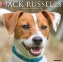 Just Jack Russells 2025 12 X 12 Wall Calendar - Book