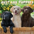 Just Lab Puppies 2025 12 X 12 Wall Calendar - Book