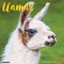 Llamas 2025 12 X 12 Wall Calendar - Book