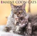 Just Maine Coon Cats 2025 12 X 12 Wall Calendar - Book