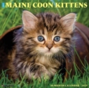 Just Maine Coon Kittens 2025 12 X 12 Wall Calendar - Book