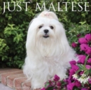 Just Maltese 2025 12 X 12 Wall Calendar - Book