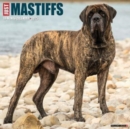 Just Mastiffs 2025 12 X 12 Wall Calendar - Book