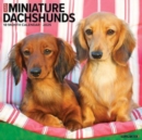 Just Miniature Dachshunds 2025 12 X 12 Wall Calendar - Book