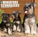 Just Miniature Schnauzers 2025 12 X 12 Wall Calendar - Book